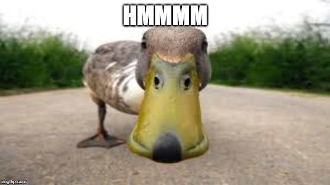 hmmmm wtf | HMMMM | image tagged in hmmm,funny,memes,duck,ducks | made w/ Imgflip meme maker