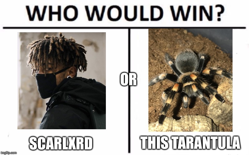 scarlxrd vs a tarantula | OR; THIS TARANTULA; SCARLXRD | image tagged in memes,who would win,tarantula | made w/ Imgflip meme maker