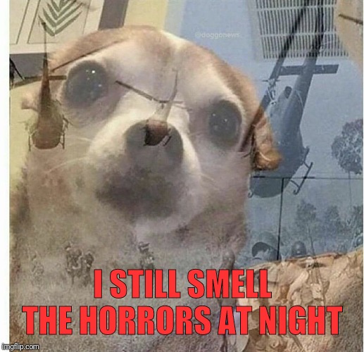 PTSD Chihuahua | I STILL SMELL THE HORRORS AT NIGHT | image tagged in ptsd chihuahua | made w/ Imgflip meme maker