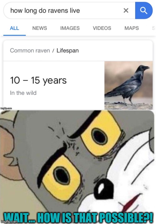 Do I look like a commoner to you lot? | WAIT... HOW IS THAT POSSIBLE?! | image tagged in unsettled tom,raven,birds,hold up,imgflip users,google search | made w/ Imgflip meme maker