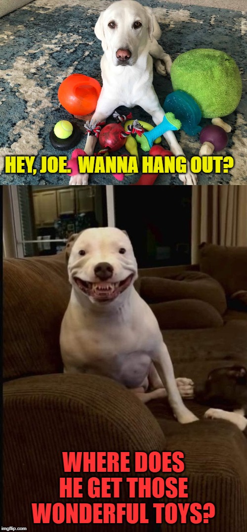 Ever chew on a squeaky toy in the pale moon light? | HEY, JOE.  WANNA HANG OUT? WHERE DOES HE GET THOSE WONDERFUL TOYS? | image tagged in nixieknox,memes | made w/ Imgflip meme maker