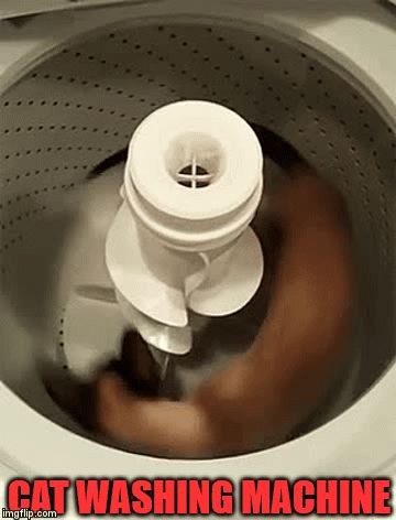 High Quality Cat Washing Machine Blank Meme Template