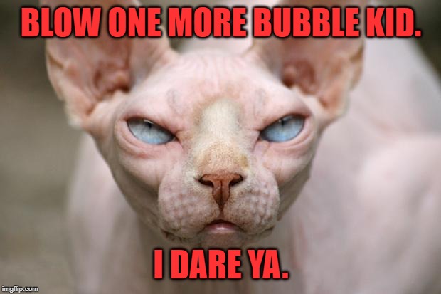 Evil Cat | BLOW ONE MORE BUBBLE KID. I DARE YA. | image tagged in evil cat | made w/ Imgflip meme maker