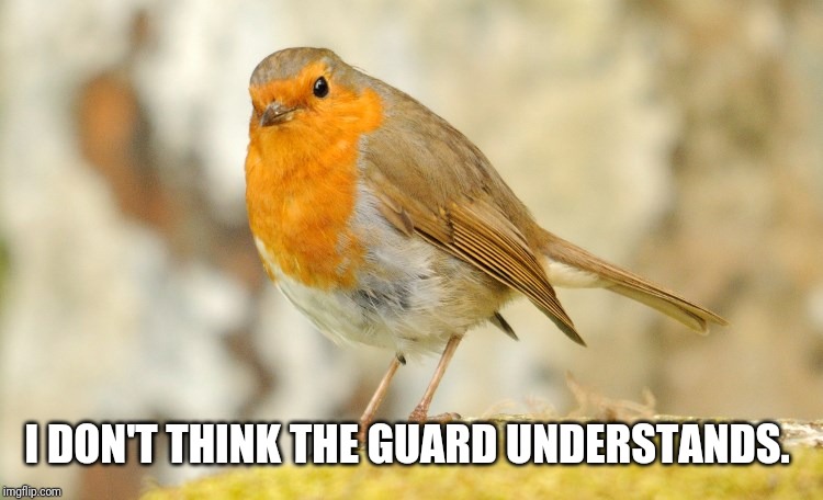 U wot m8 Robin | I DON'T THINK THE GUARD UNDERSTANDS. | image tagged in u wot m8 robin | made w/ Imgflip meme maker