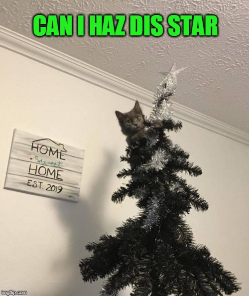 trees | CAN I HAZ DIS STAR | image tagged in cats | made w/ Imgflip meme maker