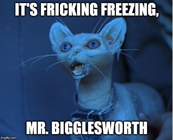 Mr. Bigglesworth cold | IT'S FRICKING FREEZING, MR. BIGGLESWORTH | image tagged in mr bigglesworth cold | made w/ Imgflip meme maker