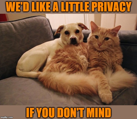 What's going on around here? | WE'D LIKE A LITTLE PRIVACY; IF YOU DON'T MIND | image tagged in memes,cat and dog,cat,cat meme,dog,can't we all get along | made w/ Imgflip meme maker