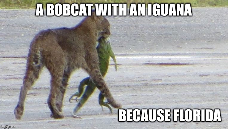 Welcome to Florida | A BOBCAT WITH AN IGUANA; BECAUSE FLORIDA | image tagged in bobcat,iguana,florida,memes | made w/ Imgflip meme maker