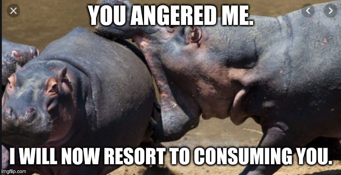 hippo eat other hippo | YOU ANGERED ME. I WILL NOW RESORT TO CONSUMING YOU. | image tagged in kermit the frog | made w/ Imgflip meme maker