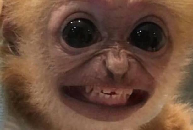 High Quality Smiling Monkey Blank Meme Template