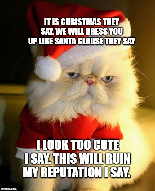 fun | IT IS CHRISTMAS THEY SAY. WE WILL DRESS YOU UP LIKE SANTA CLAUSE THEY SAY; I LOOK TOO CUTE I SAY. THIS WILL RUIN MY REPUTATION I SAY. | image tagged in grumpy cat | made w/ Imgflip meme maker