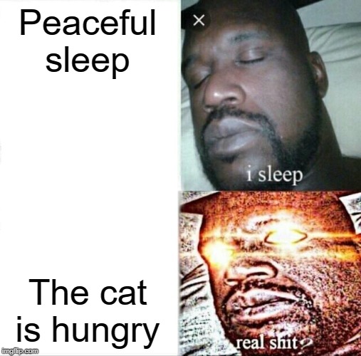Sleeping Shaq | Peaceful sleep; The cat is hungry | image tagged in memes,sleeping shaq | made w/ Imgflip meme maker