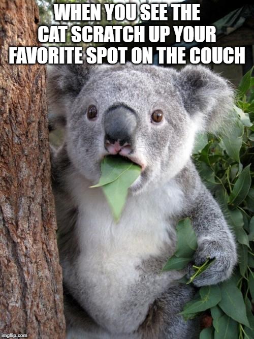 Surprised Koala | WHEN YOU SEE THE CAT SCRATCH UP YOUR FAVORITE SPOT ON THE COUCH | image tagged in memes,surprised koala | made w/ Imgflip meme maker