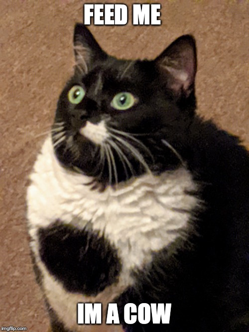 Puffed up Cat | FEED ME; IM A COW | image tagged in puffed up cat | made w/ Imgflip meme maker