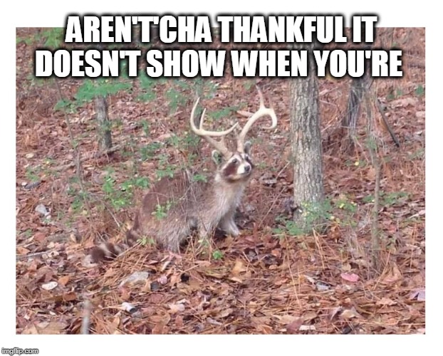Most of ya'll'd be in jail! | AREN'T'CHA THANKFUL IT DOESN'T SHOW WHEN YOU'RE | image tagged in horny,raccoon,raccoon meme | made w/ Imgflip meme maker