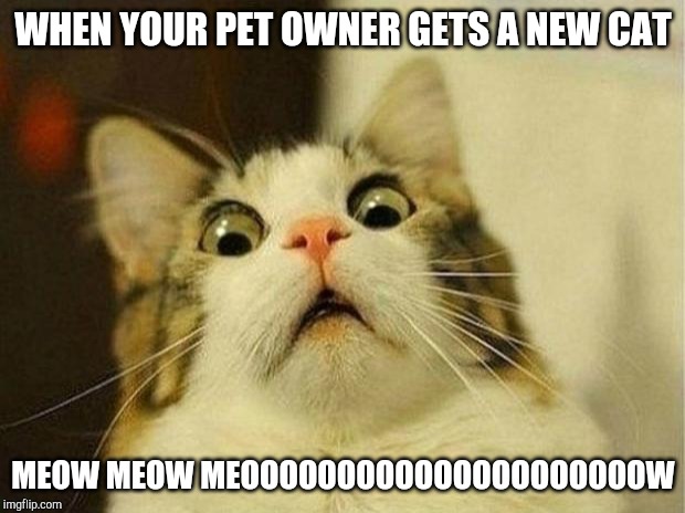Scared Cat | WHEN YOUR PET OWNER GETS A NEW CAT; MEOW MEOW MEOOOOOOOOOOOOOOOOOOOOOW | image tagged in memes,scared cat | made w/ Imgflip meme maker