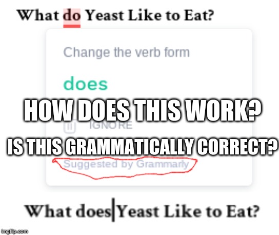 Comment which one sounds correct please. I'm confused. | IS THIS GRAMMATICALLY CORRECT? HOW DOES THIS WORK? | image tagged in grammarly,do,does,yeast | made w/ Imgflip meme maker