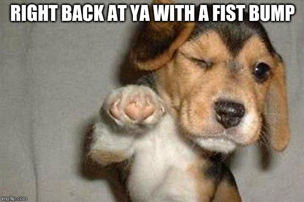 Awesome Dog | RIGHT BACK AT YA WITH A FIST BUMP | image tagged in awesome dog | made w/ Imgflip meme maker