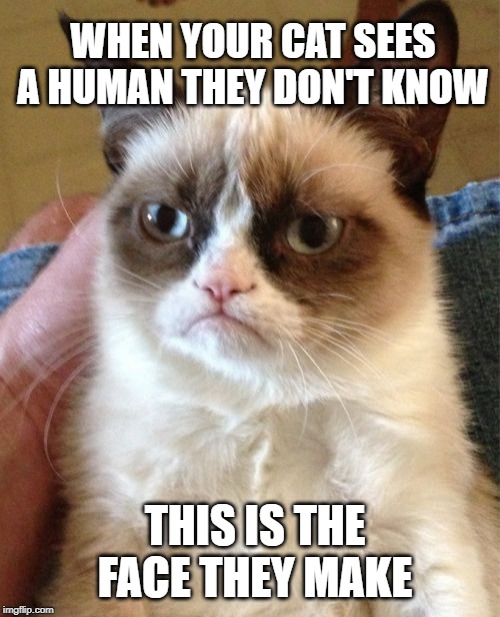 Grumpy Cat Meme | WHEN YOUR CAT SEES A HUMAN THEY DON'T KNOW; THIS IS THE FACE THEY MAKE | image tagged in memes,grumpy cat | made w/ Imgflip meme maker