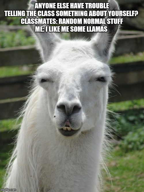 Llama glare | ANYONE ELSE HAVE TROUBLE TELLING THE CLASS SOMETHING ABOUT YOURSELF? 
CLASSMATES: RANDOM NORMAL STUFF
ME: I LIKE ME SOME LLAMAS | image tagged in llama glare | made w/ Imgflip meme maker