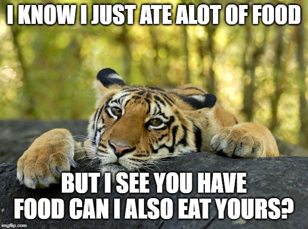 Confession Tiger | I KNOW I JUST ATE ALOT OF FOOD; BUT I SEE YOU HAVE FOOD CAN I ALSO EAT YOURS? | image tagged in confession tiger | made w/ Imgflip meme maker