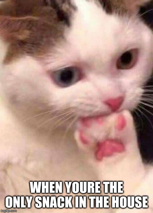 cat eating paw | WHEN YOURE THE ONLY SNACK IN THE HOUSE | image tagged in cat eating paw | made w/ Imgflip meme maker