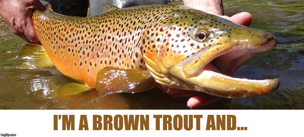 I’M A BROWN TROUT AND... | made w/ Imgflip meme maker
