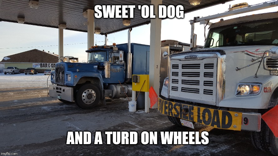 Sweet dog | SWEET 'OL DOG; AND A TURD ON WHEELS | image tagged in bulldog | made w/ Imgflip meme maker