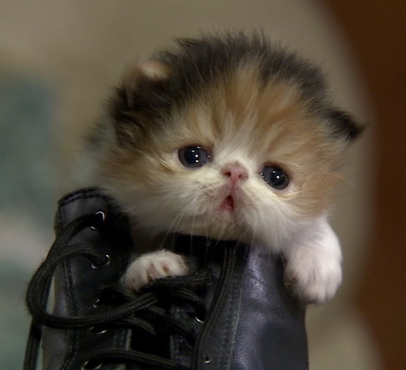 High Quality Kitten in shoe Blank Meme Template