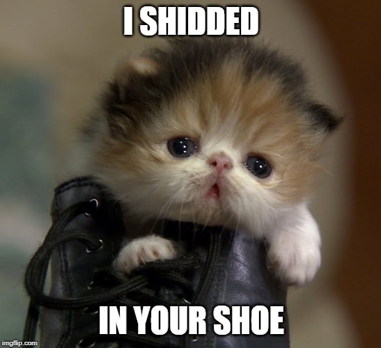 Kitten in shoe | I SHIDDED; IN YOUR SHOE | image tagged in kitten in shoe | made w/ Imgflip meme maker