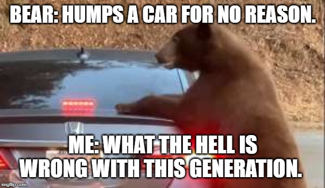 BEAR: HUMPS A CAR FOR NO REASON. ME: WHAT THE HELL IS WRONG WITH THIS GENERATION. | image tagged in memes,ok boomer | made w/ Imgflip meme maker