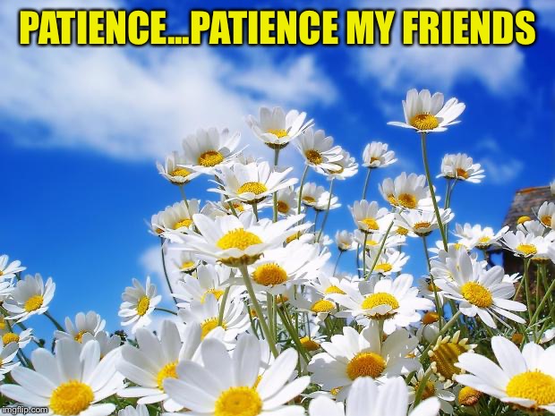 spring daisy flowers | PATIENCE...PATIENCE MY FRIENDS | image tagged in spring daisy flowers | made w/ Imgflip meme maker