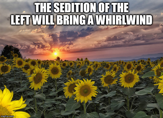 flowers | THE SEDITION OF THE LEFT WILL BRING A WHIRLWIND | image tagged in flowers | made w/ Imgflip meme maker