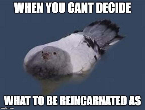WHEN YOU CANT DECIDE; WHAT TO BE REINCARNATED AS | image tagged in pigeon | made w/ Imgflip meme maker