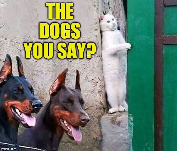 THE DOGS YOU SAY? | made w/ Imgflip meme maker