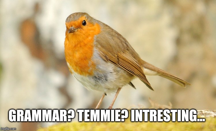 U wot m8 Robin | GRAMMAR? TEMMIE? INTRESTING... | image tagged in u wot m8 robin | made w/ Imgflip meme maker