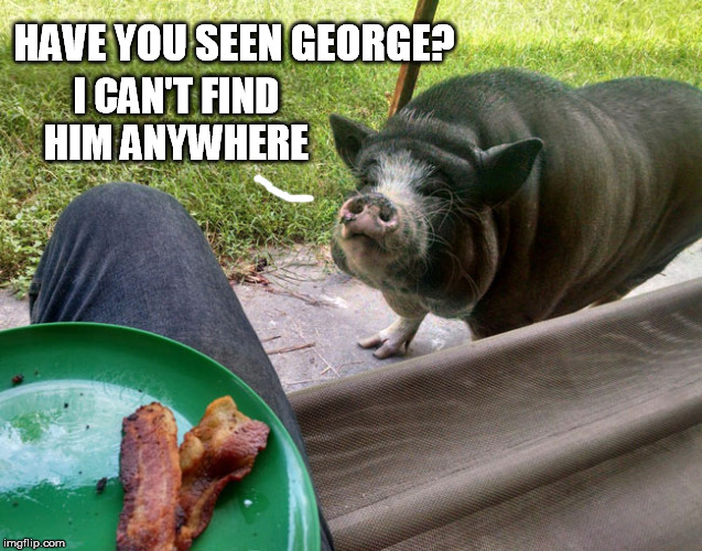 HAVE YOU SEEN GEORGE? I CAN'T FIND HIM ANYWHERE | made w/ Imgflip meme maker