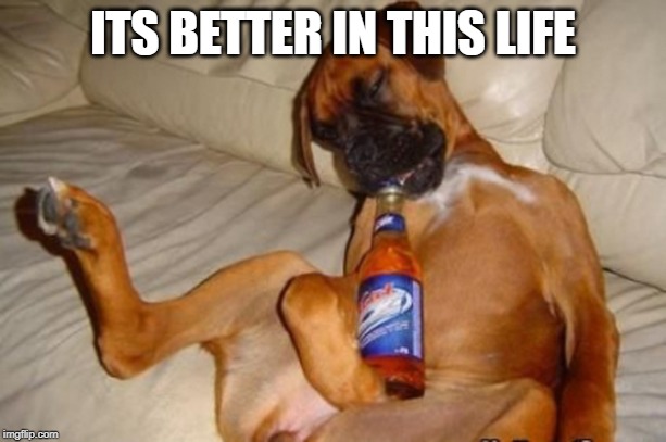 Drunk dog |  ITS BETTER IN THIS LIFE | image tagged in drunk dog | made w/ Imgflip meme maker