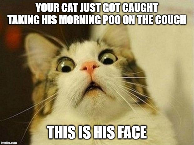 Scared Cat | YOUR CAT JUST GOT CAUGHT TAKING HIS MORNING POO ON THE COUCH; THIS IS HIS FACE | image tagged in memes,scared cat | made w/ Imgflip meme maker