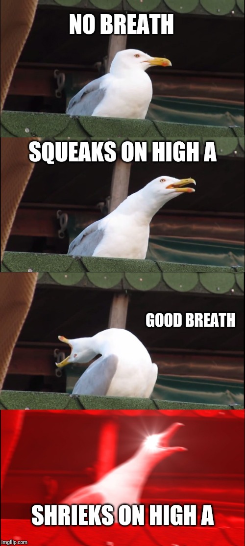 Inhaling Seagull Meme | NO BREATH; SQUEAKS ON HIGH A; GOOD BREATH; SHRIEKS ON HIGH A | image tagged in memes,inhaling seagull,choir | made w/ Imgflip meme maker