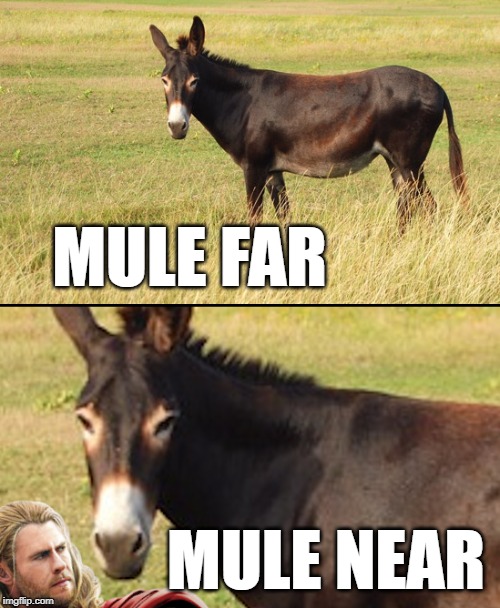 Know the difference! | MULE FAR; MULE NEAR | image tagged in mule's | made w/ Imgflip meme maker