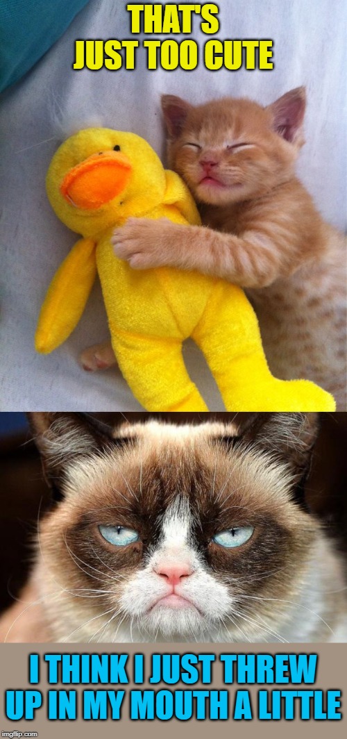 Sickeningly Sweet | THAT'S JUST TOO CUTE; I THINK I JUST THREW UP IN MY MOUTH A LITTLE | image tagged in memes,grumpy cat not amused,cute cat,cute kitten,cats | made w/ Imgflip meme maker