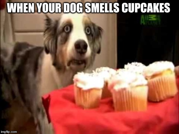 Muffin Dog PTSD | WHEN YOUR DOG SMELLS CUPCAKES | image tagged in muffin dog ptsd | made w/ Imgflip meme maker
