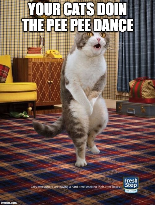 Gotta Go Cat | YOUR CATS DOIN THE PEE PEE DANCE | image tagged in memes,gotta go cat | made w/ Imgflip meme maker