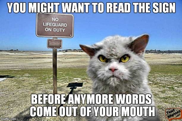 no life guard | image tagged in mean cat,cat humor | made w/ Imgflip meme maker