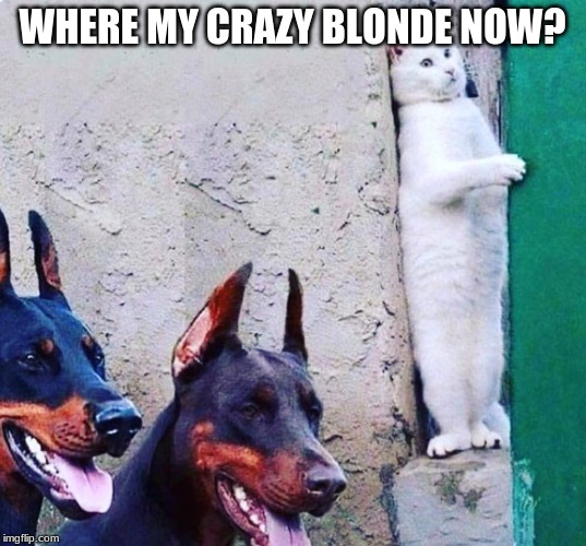 hide cat dogs | WHERE MY CRAZY BLONDE NOW? | image tagged in hide cat dogs | made w/ Imgflip meme maker