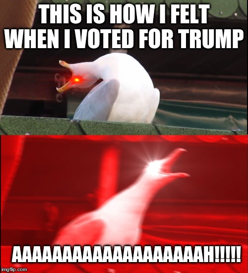 Screaming bird | THIS IS HOW I FELT WHEN I VOTED FOR TRUMP; AAAAAAAAAAAAAAAAAAAH!!!!! | image tagged in screaming bird | made w/ Imgflip meme maker