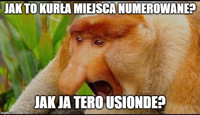 Nosacz sundajski | JAK TO KURŁA MIEJSCA NUMEROWANE? JAK JA TERO USIONDE? | image tagged in nosacz sundajski | made w/ Imgflip meme maker