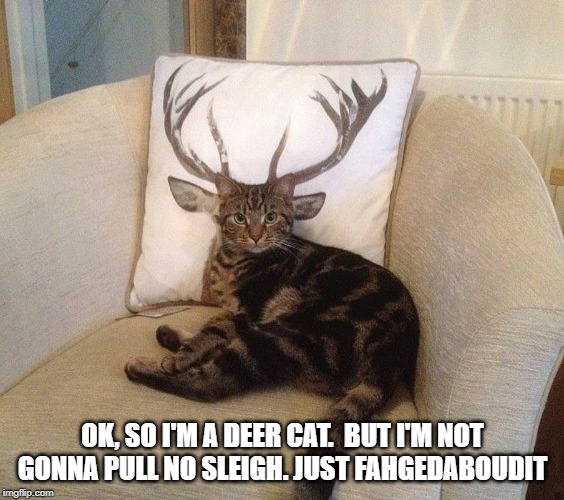 deeer cat ain't pulling no sleigh | OK, SO I'M A DEER CAT.  BUT I'M NOT GONNA PULL NO SLEIGH. JUST FAHGEDABOUDIT | image tagged in deer cat,sleigh,cat humor | made w/ Imgflip meme maker