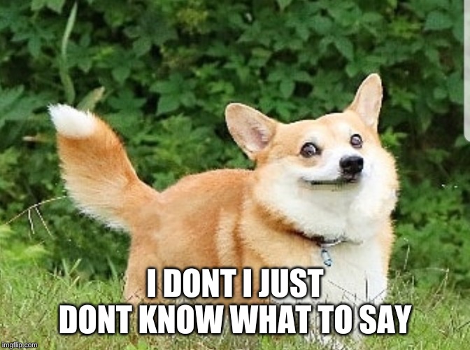 OK Boomer Corgi | I DONT I JUST DONT KNOW WHAT TO SAY | image tagged in ok boomer corgi | made w/ Imgflip meme maker